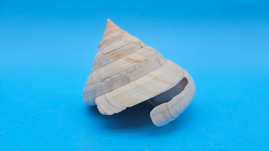 Rare Pleurotomaria hirasei spiral shell with operculum intact, natural creamy tones on blue background