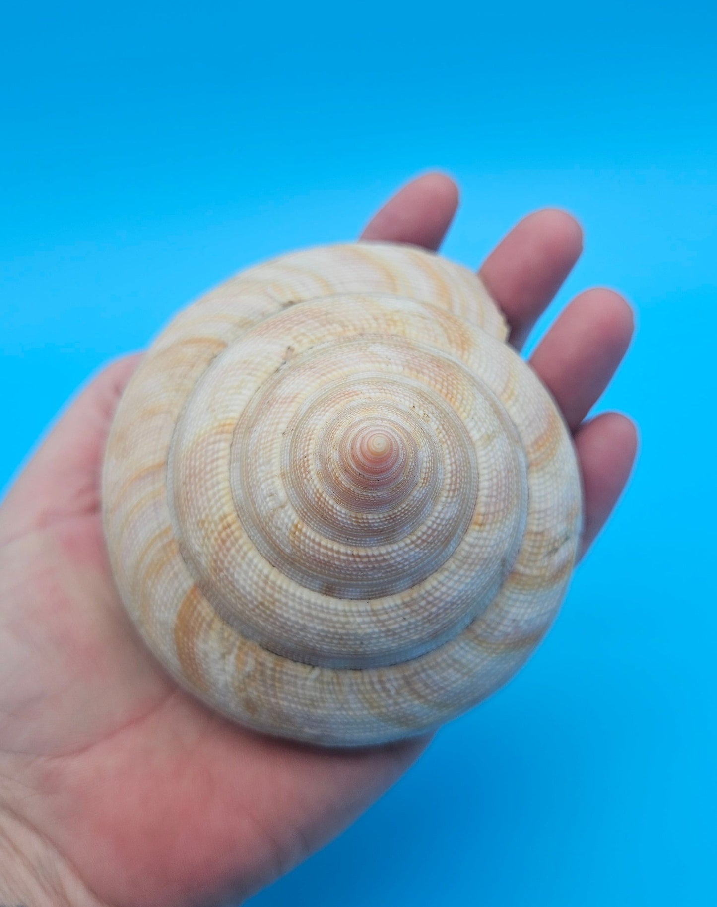 Rare Pleurotomaria hirasei spiral shell with operculum intact, natural creamy tones on blue background