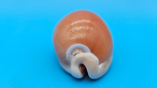Golden Cowrie shell with smooth golden top, creamy ribbed underside, and orange interior teeth – 3.2 inches.