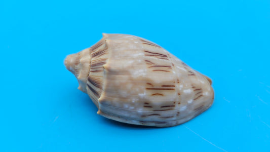 Cymbiola nivosa oblita small volute shell with cream and brown patterning, 2.2 inches.