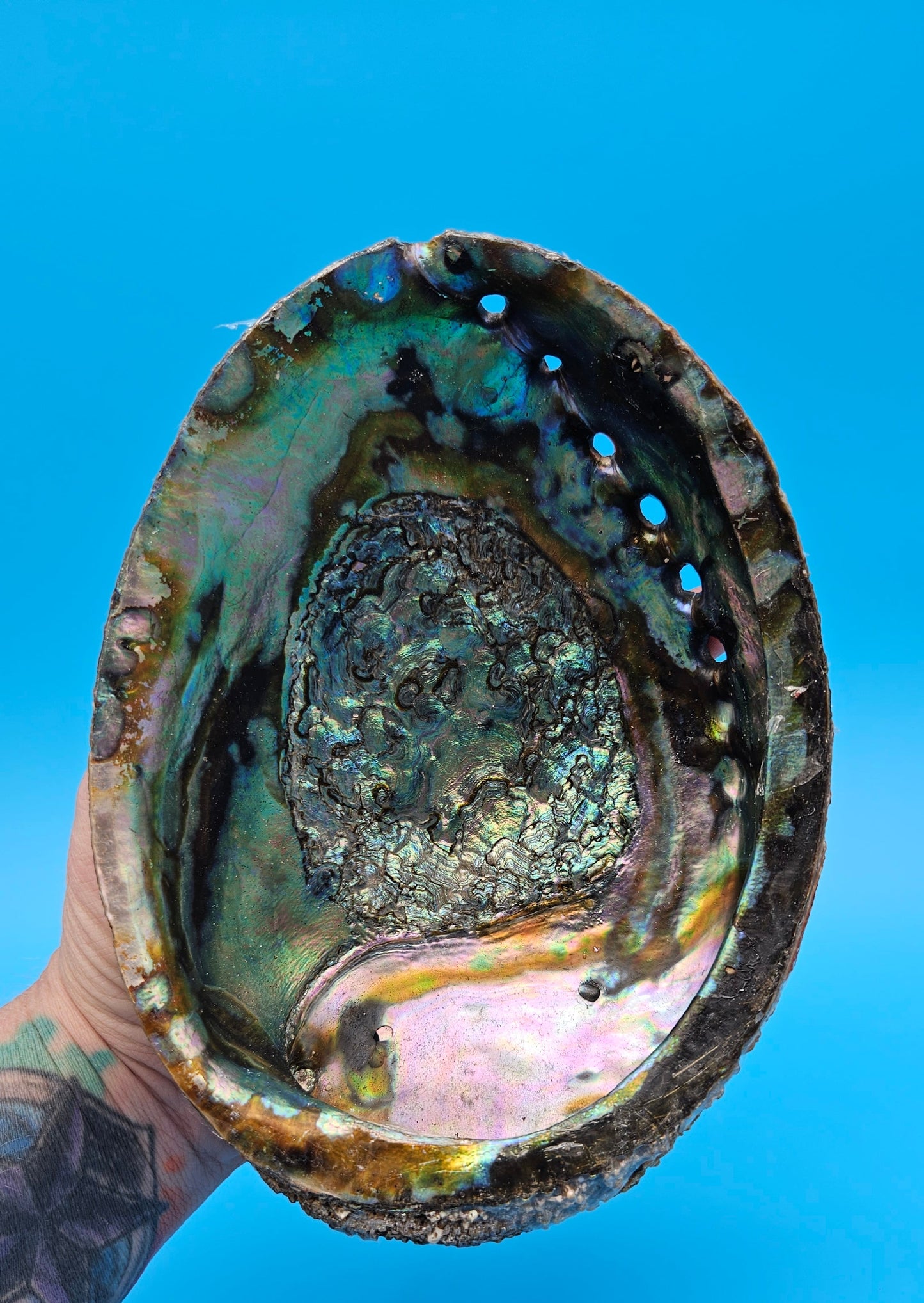 Green Abalone Shell (Haliotis fulgens)– 7.2” Coastal Display with Iridescent Interior