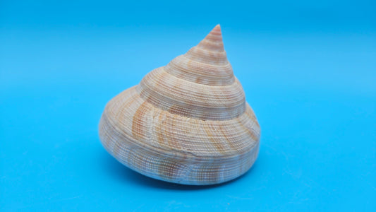 Rare Pleurotomaria hirasei spiral shell with operculum intact, natural creamy tones on blue background