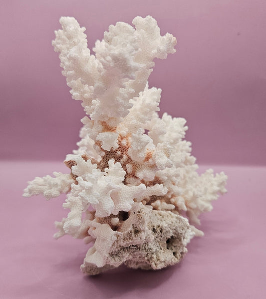 Vintage Brownstem Coral - 10"x7" - CoralLoving Coastal Living
