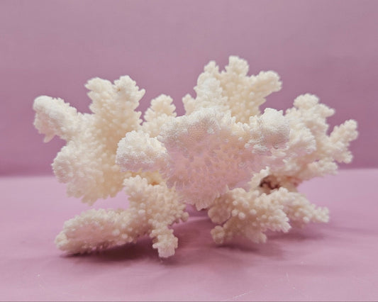 Vintage Brownstem Coral – Natural Coastal Marine Display Piece (7.5" x 7.5") - CoralLoving Coastal Living