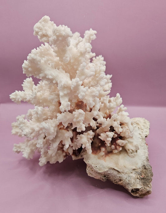 Vintage Brownstem Coral - Natural Decorative Specimen (10.5"x9"x6") - CoralLoving Coastal Living