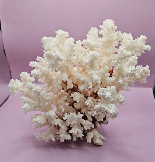 Vintage Brownstem Coral - Natural Decorative Specimen (9.5x8.5x7") - CoralLoving Coastal Living