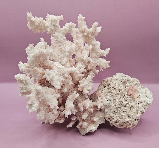 Vintage Brownstem Coral | Unique Ocean Décor | 7.5"x7" - CoralLoving Coastal Living
