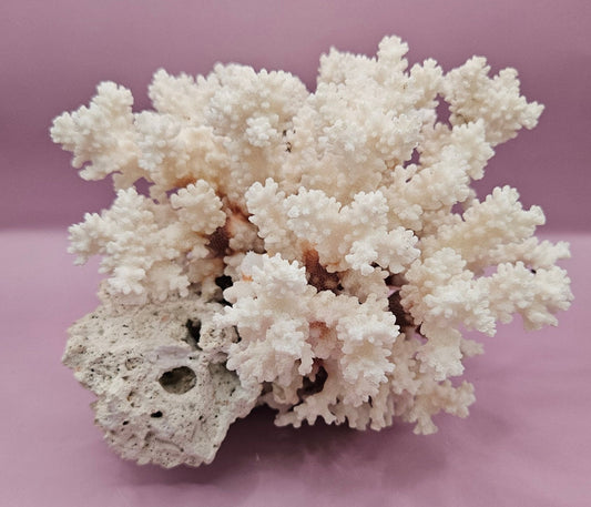 Vintage Brownstem Coral | Unique Ocean Décor | 7"x8" - CoralLoving Coastal Living