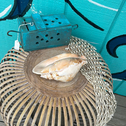 Strombus Latissimus Shell, aka Widest Pacific Conch, Natural