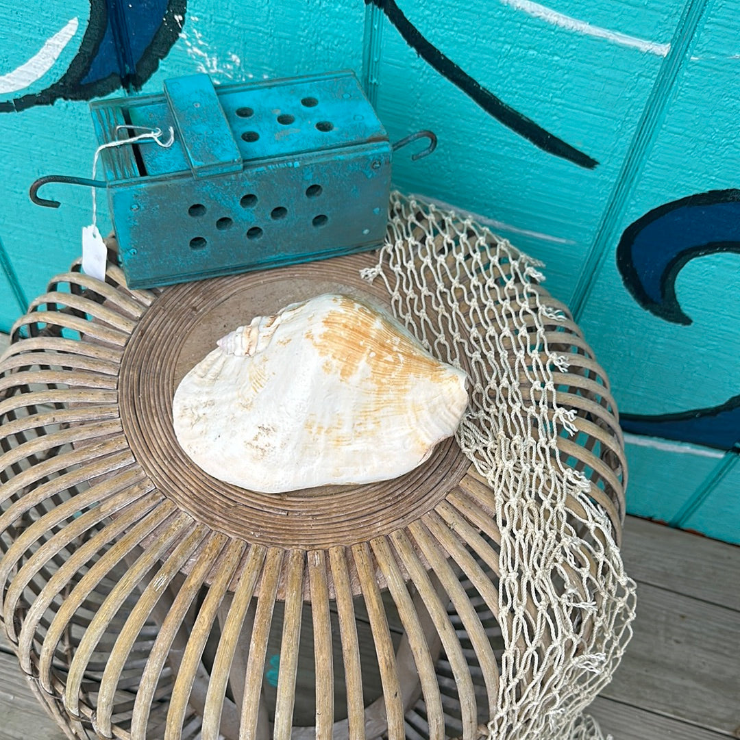 Strombus Latissimus Shell, aka Widest Pacific Conch, Natural