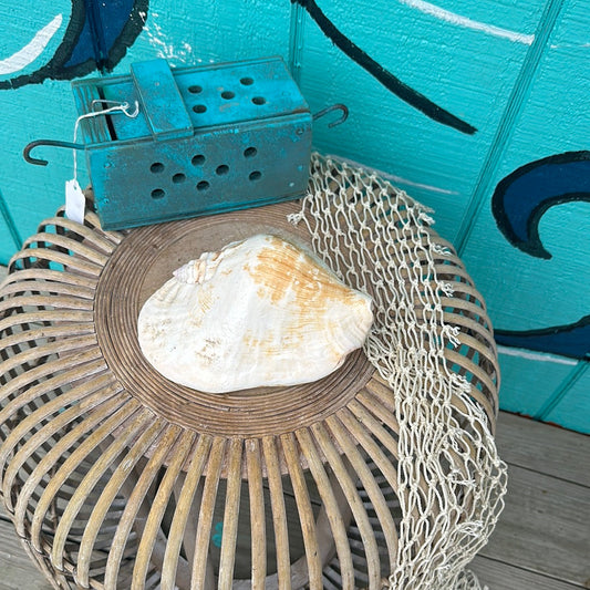 Strombus Latissimus Shell, aka Widest Pacific Conch, Natural