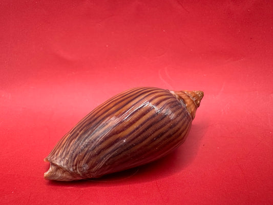 Amoriza zebra volute on red background