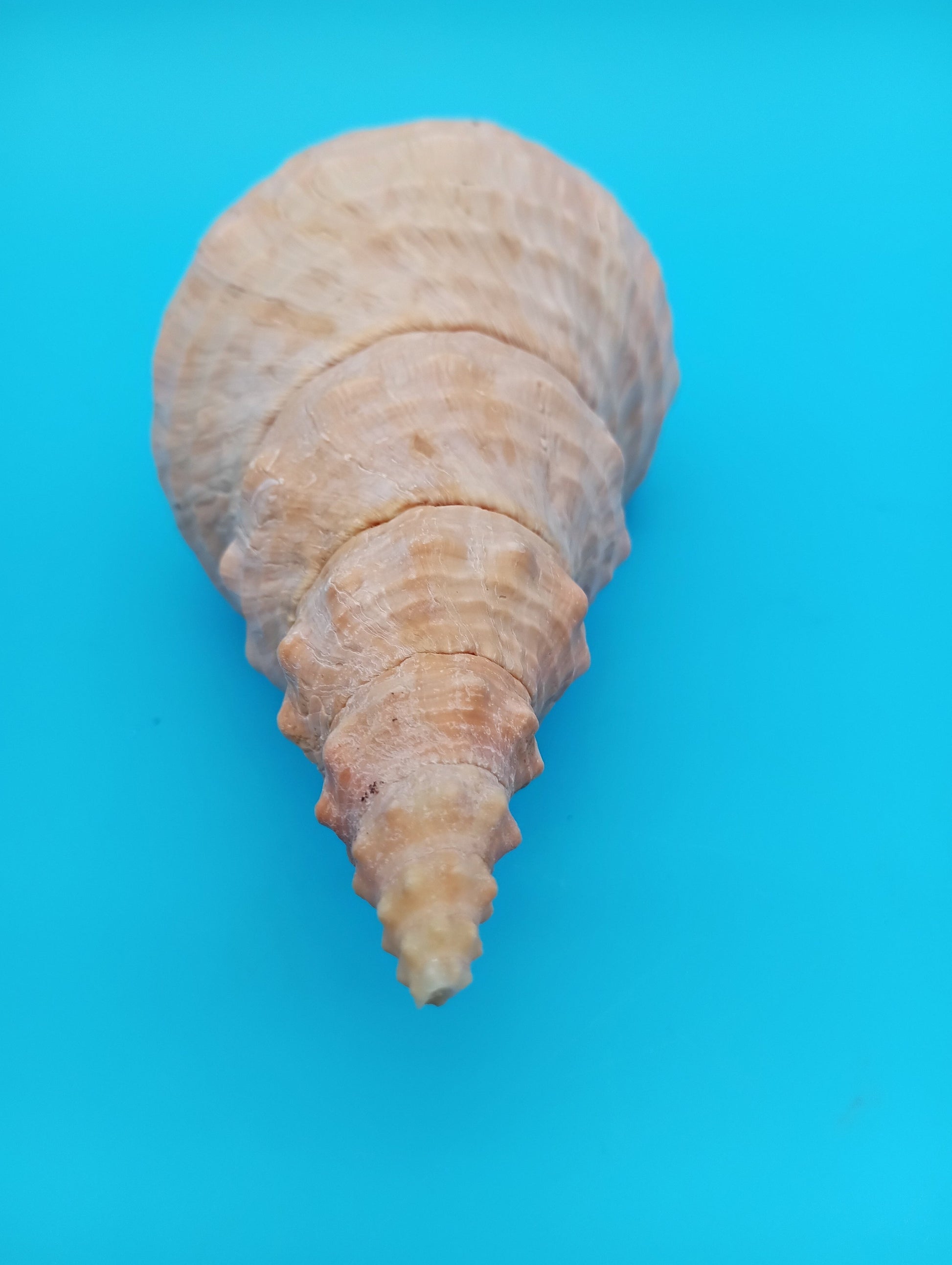 Authentic Horse Conch shell with documentation – 8 inch natural specimen