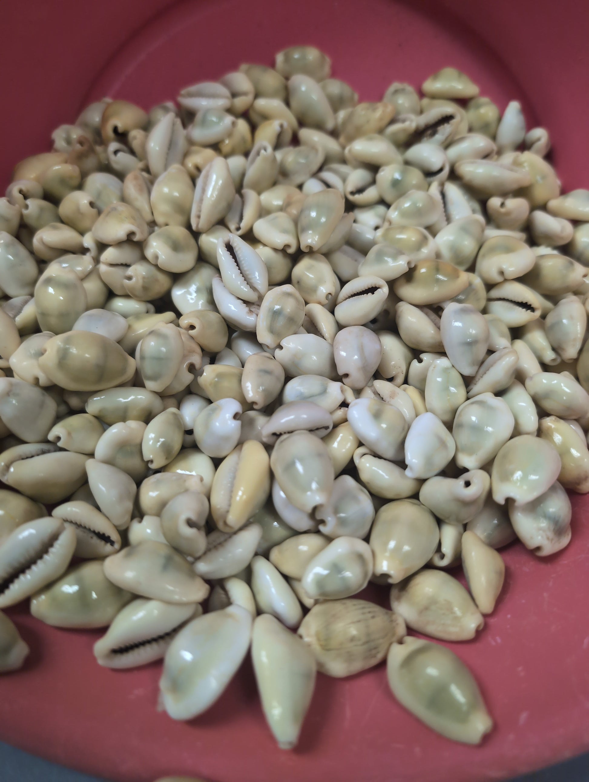 Large collection of Money Cowrie shells (Cypraea moneta) in a red bowl, cream to pale yellow tones