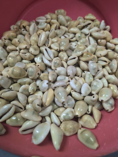 Large collection of Money Cowrie shells (Cypraea moneta) in a red bowl, cream to pale yellow tones