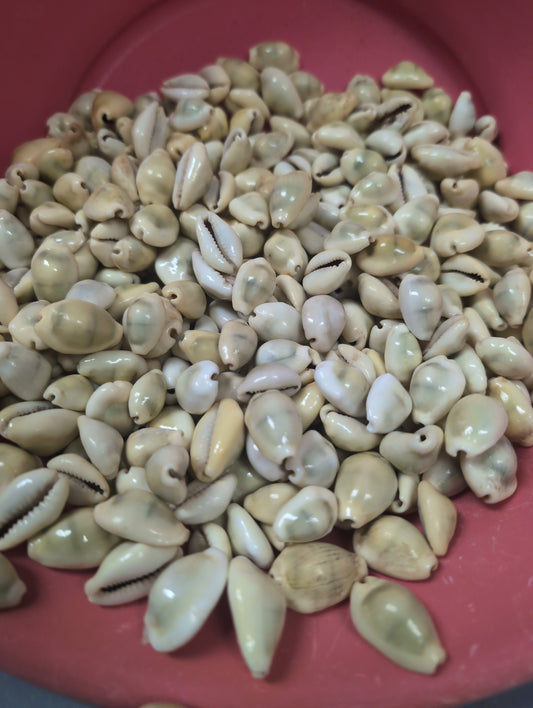 Large collection of Money Cowrie shells (Cypraea moneta) in a red bowl, cream to pale yellow tones