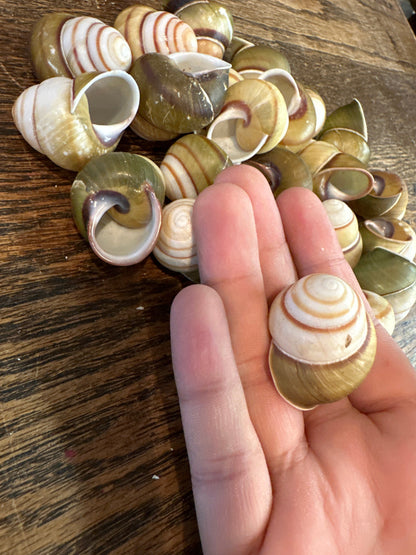 A close-up view of a person holding one small Helicostyla Florida snail shell in their hand, with more shells spread in the background.