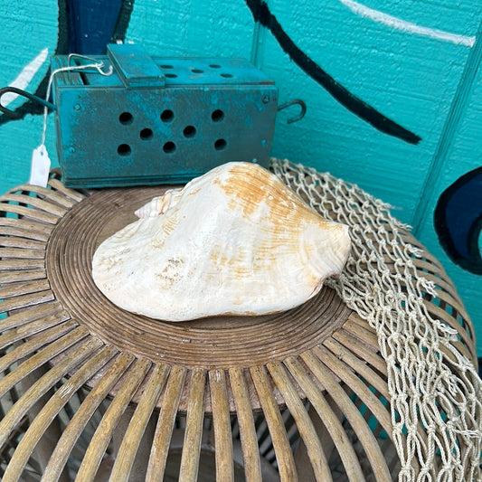 Strombus Latissimus Shell, aka Widest Pacific Conch, Natural