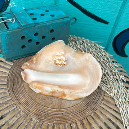 Strombus Latissimus Shell, aka Widest Pacific Conch, Natural