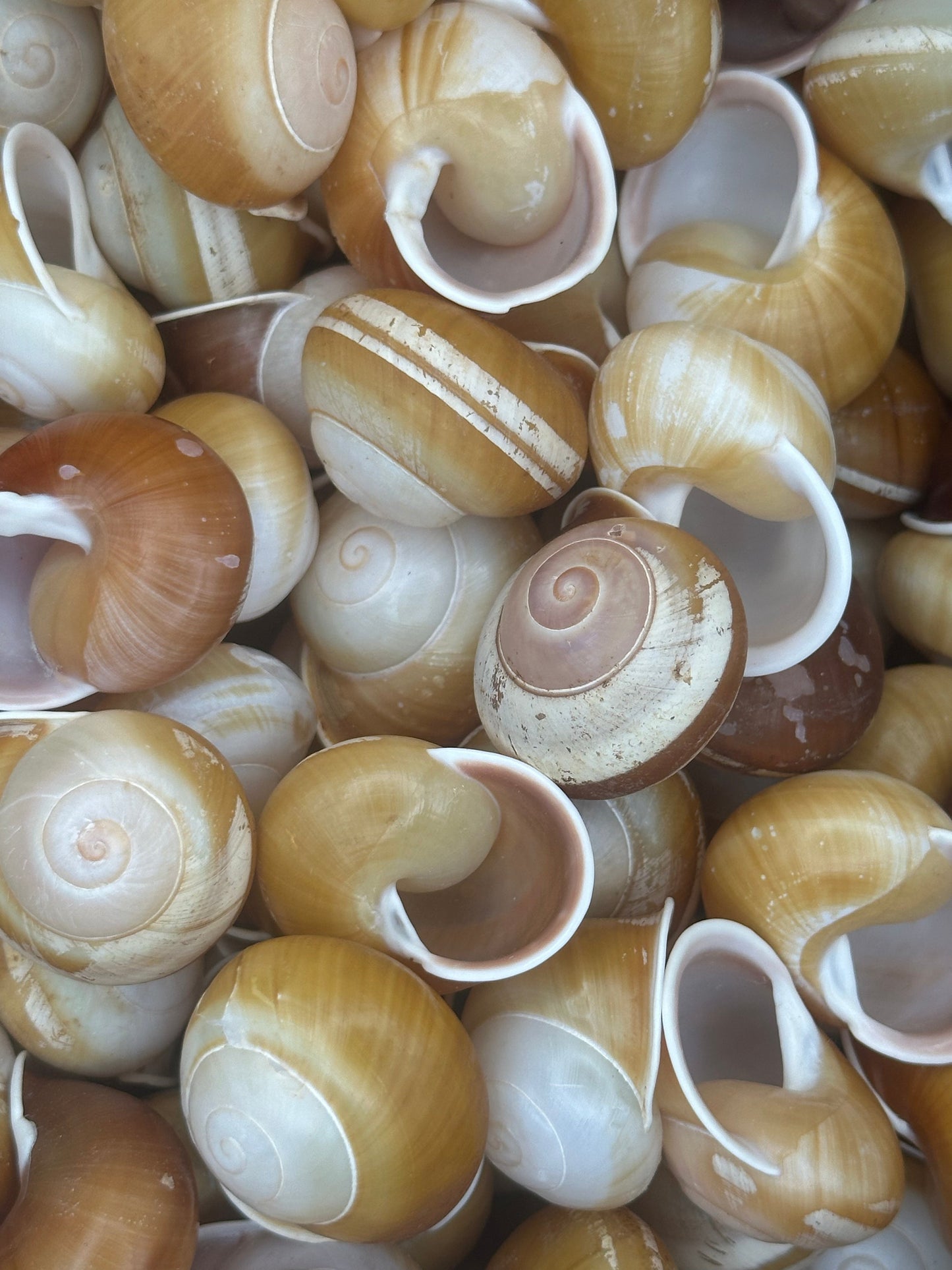 Close-up of a pile of snail shells with various colors.