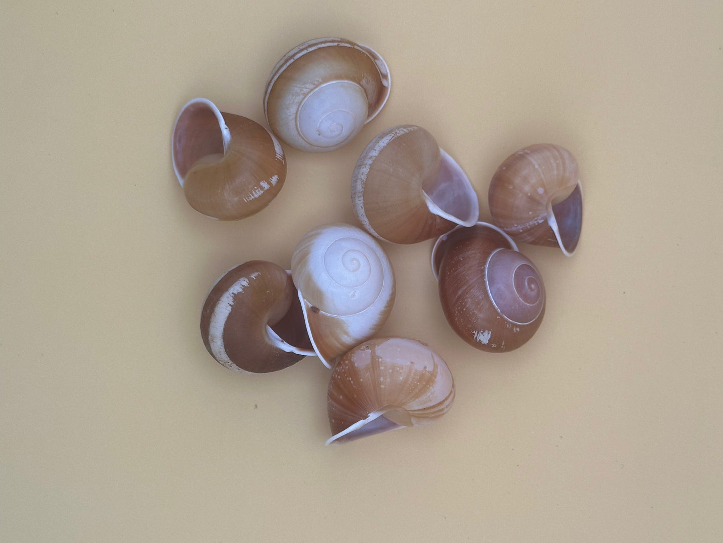 Seven land snail shells on a beige background