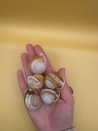 Hand holding five snail shells against a yellow background