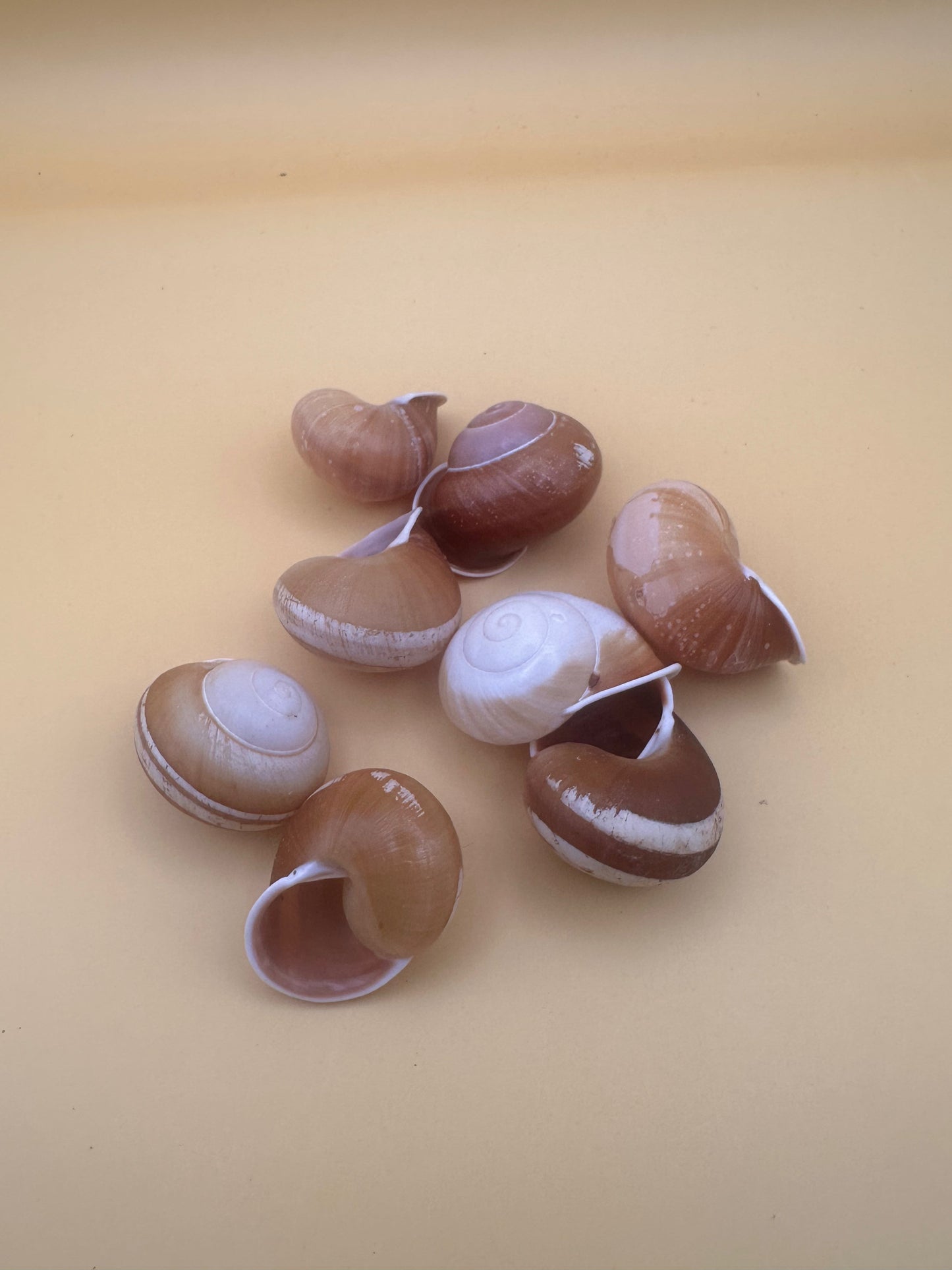 Collection of land snail shells on a beige background