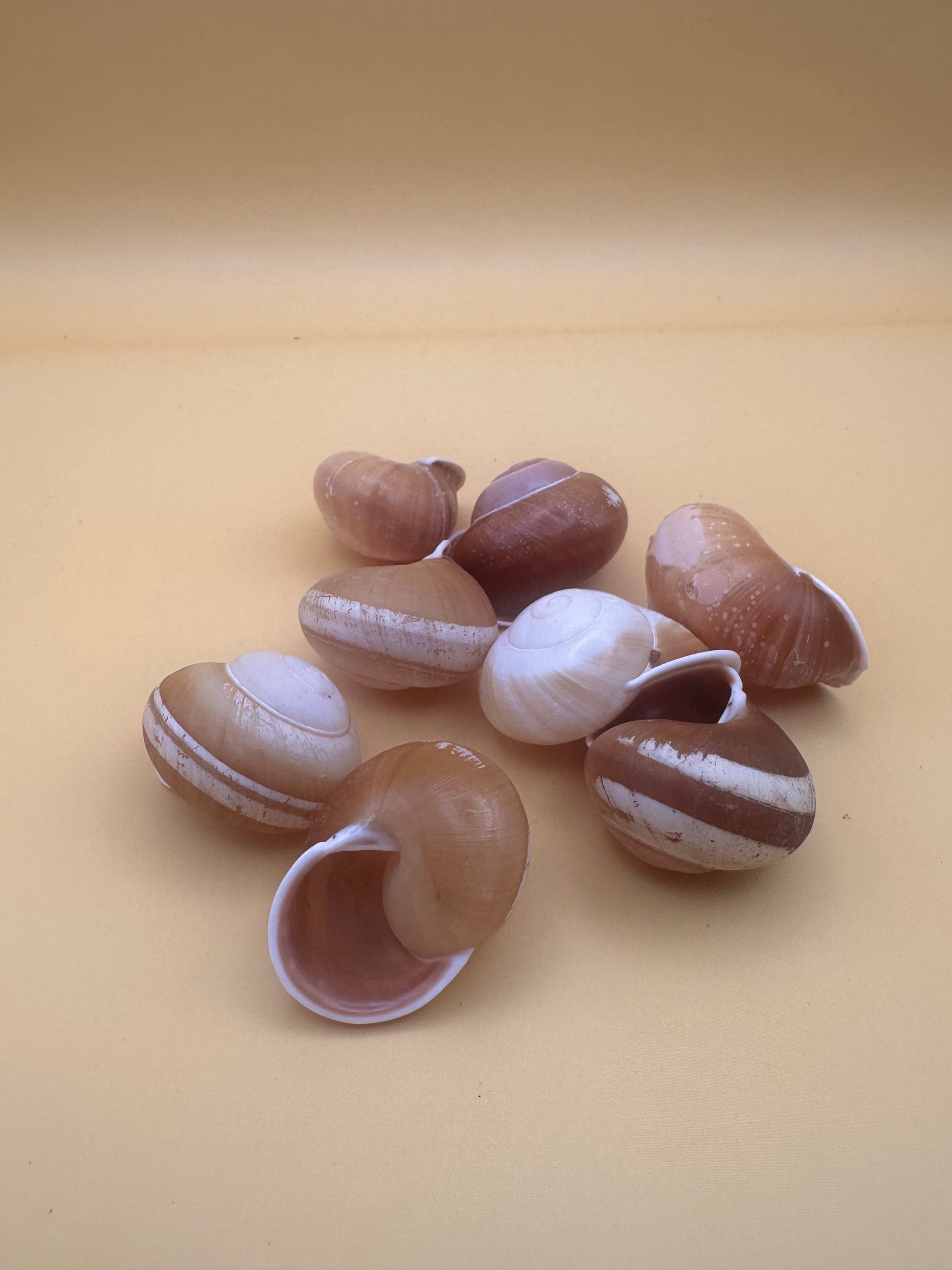 Collection of land snail shells on a beige background
