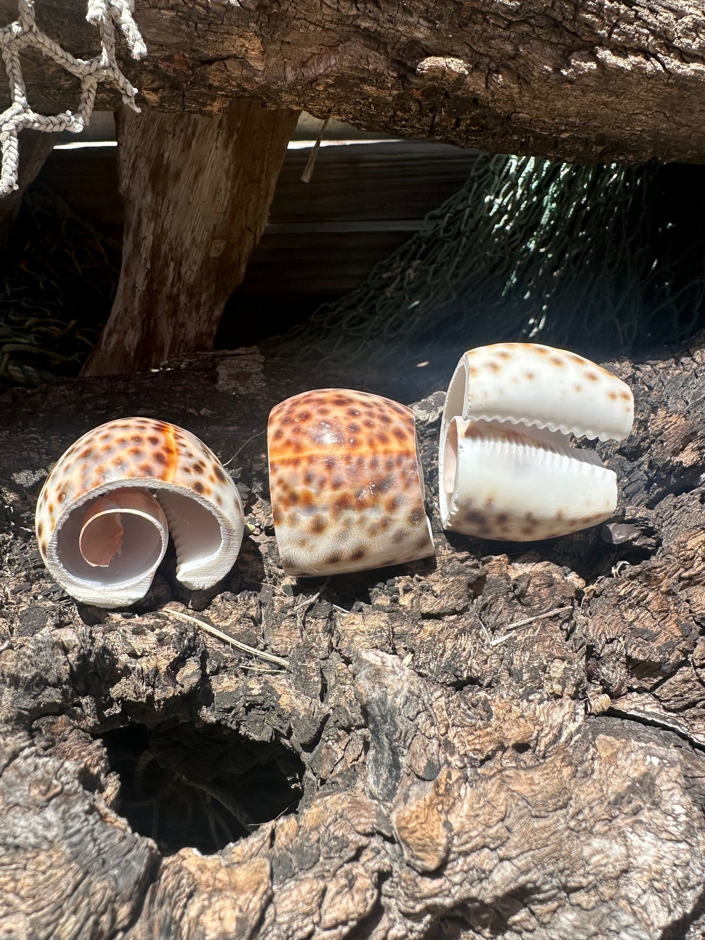Polished cowrie shell halves arranged on natural wood background