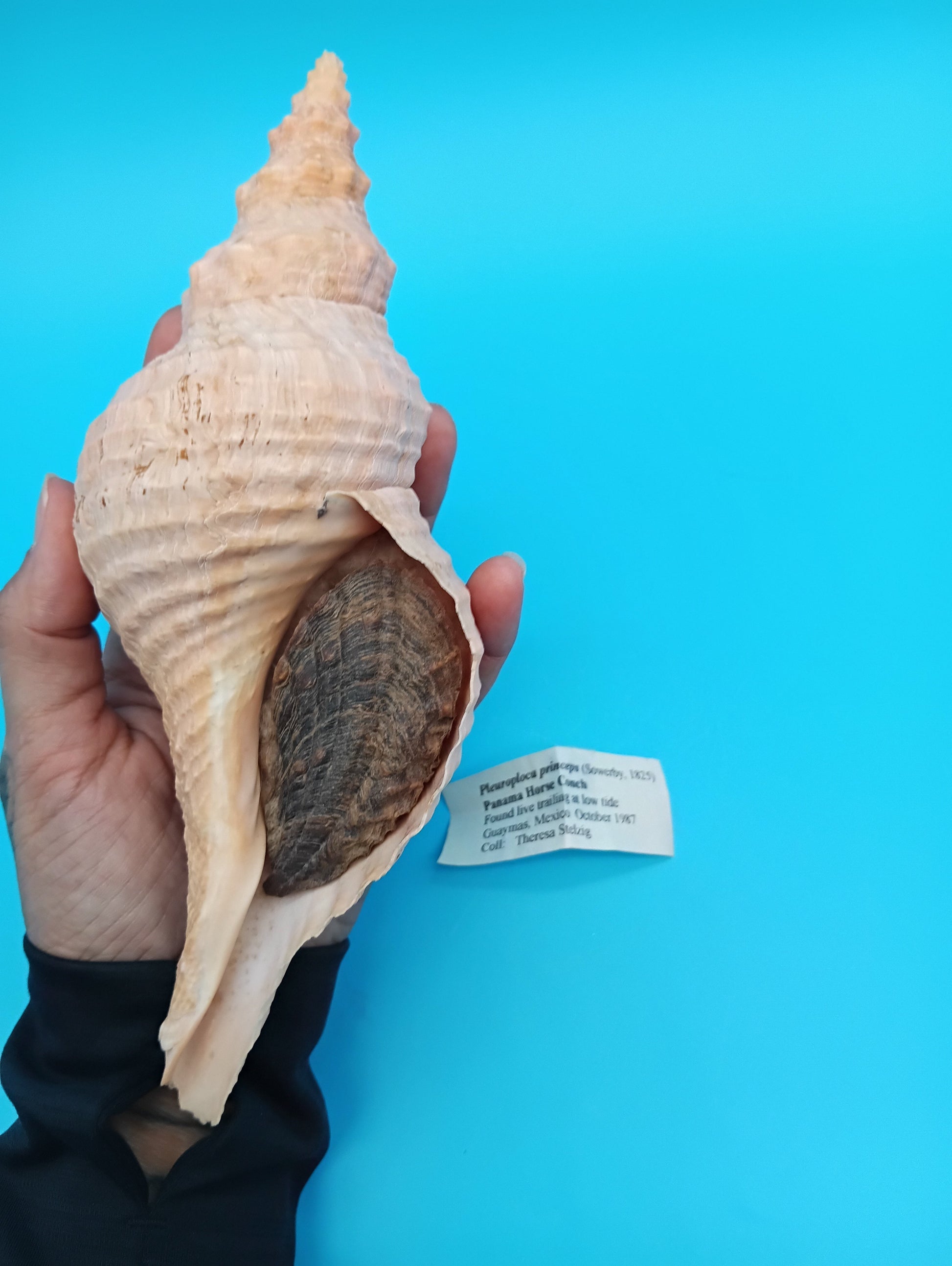 Coastal décor Horse Conch shell with provenance tag – 8 inches