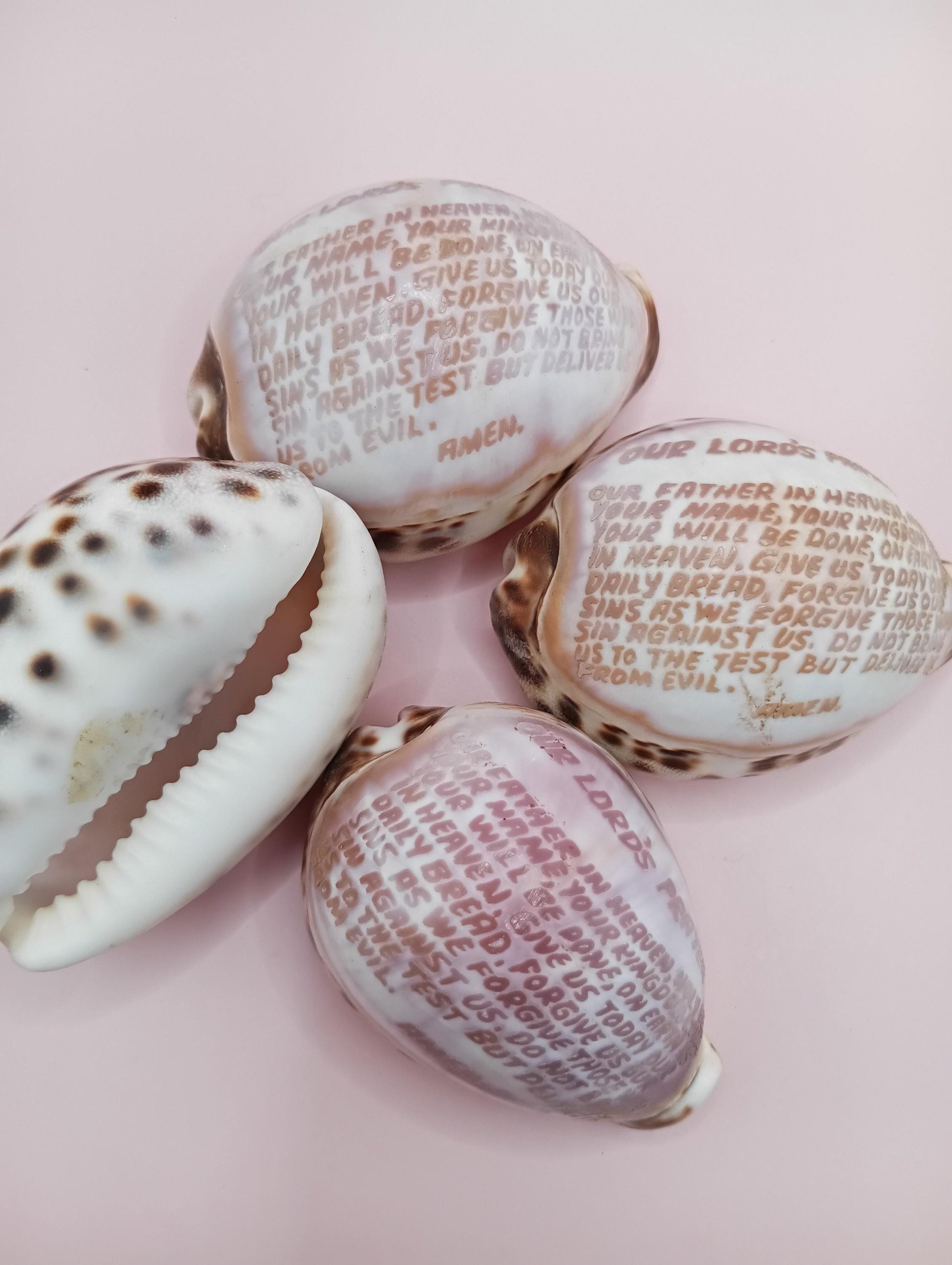 Engraved cowrie shell, glossy underside view