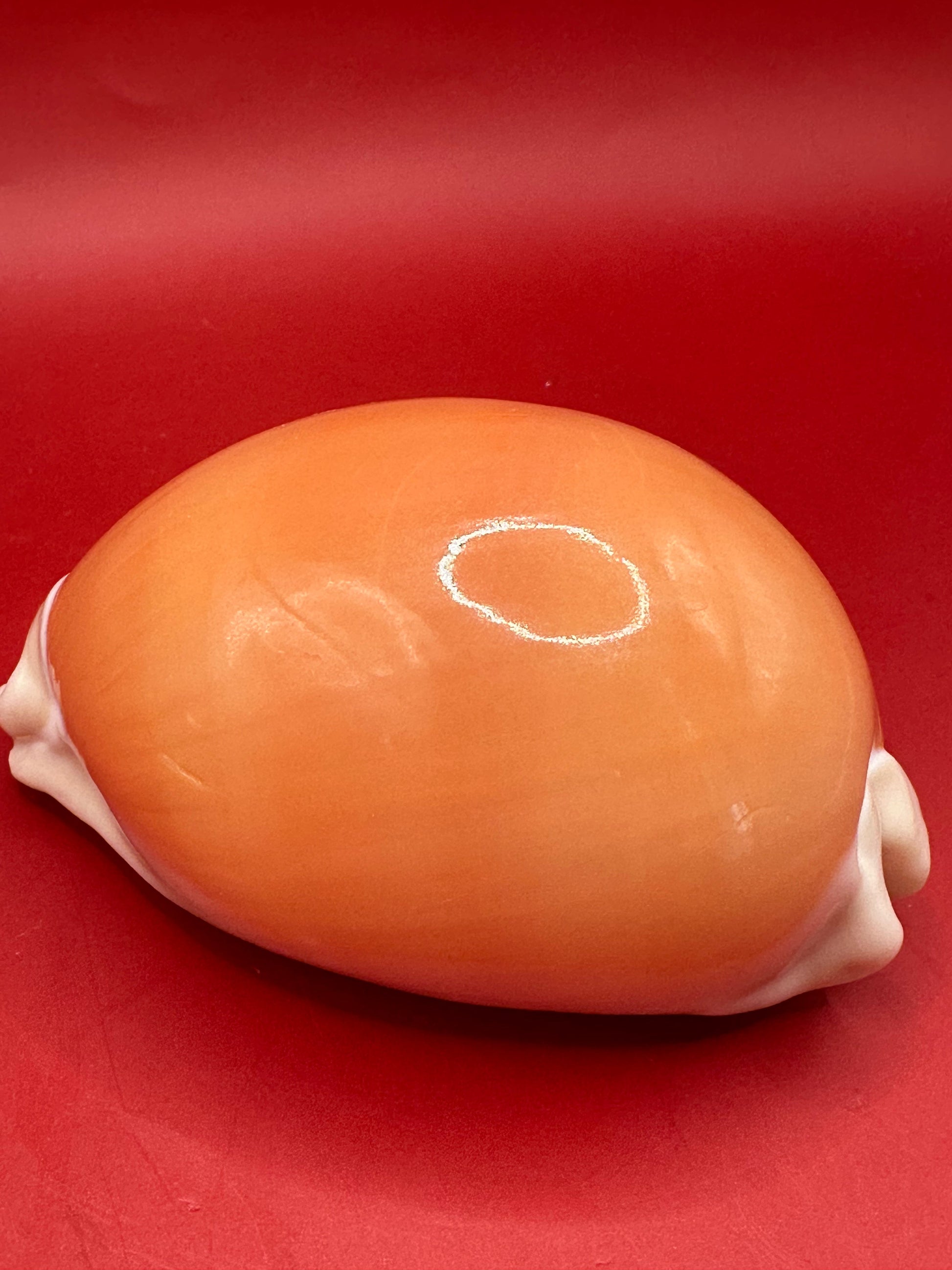 Golden Cowrie Shell – Callistocypraea aurantium 101 mm angled display view