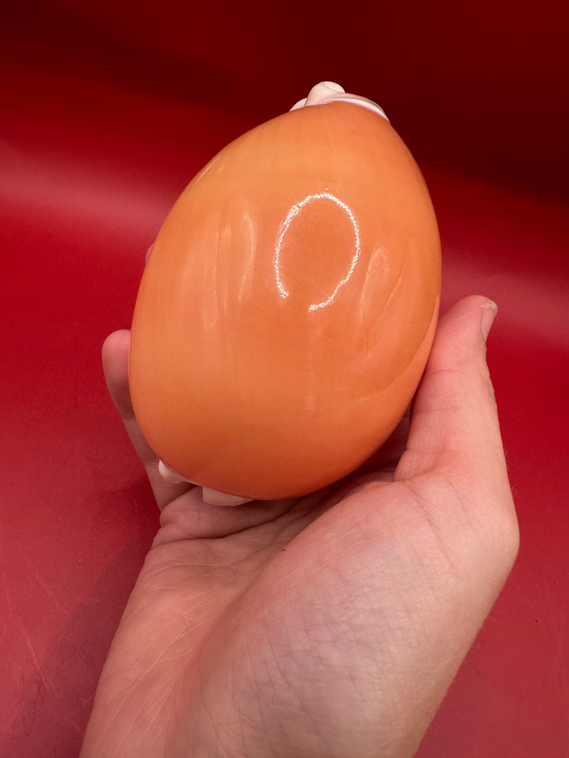 Golden Cowrie Shell – Callistocypraea aurantium 101 mm exact shell shown front view