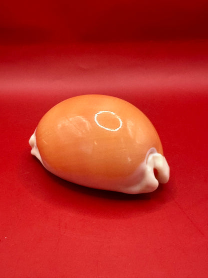 Golden Cowrie Shell – Callistocypraea aurantium 101 mm side profile