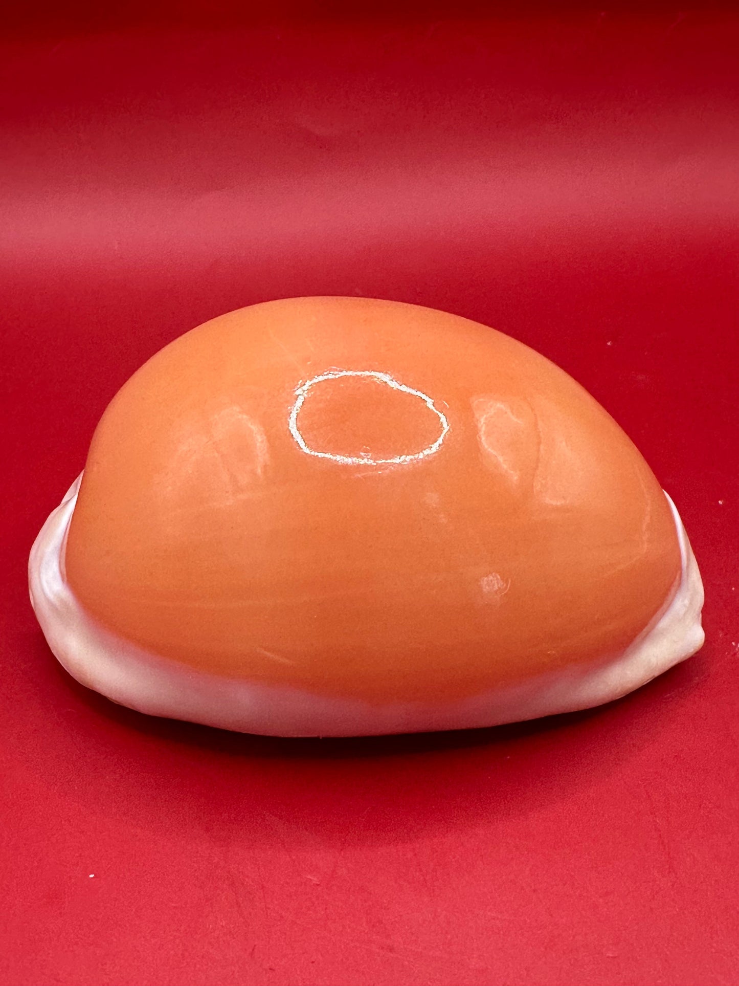 Golden Cowrie Shell – Callistocypraea aurantium 101 mm top polished view