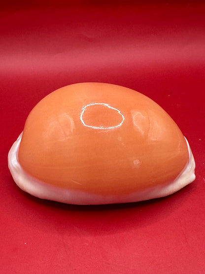 Golden Cowrie Shell – Callistocypraea aurantium 101 mm top polished view