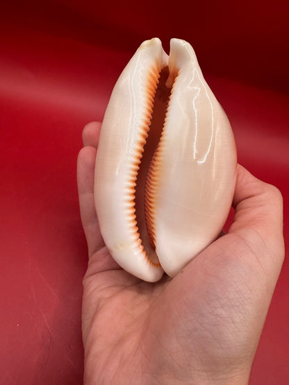Golden Cowrie Shell – Callistocypraea aurantium 101 mm underside aperture view