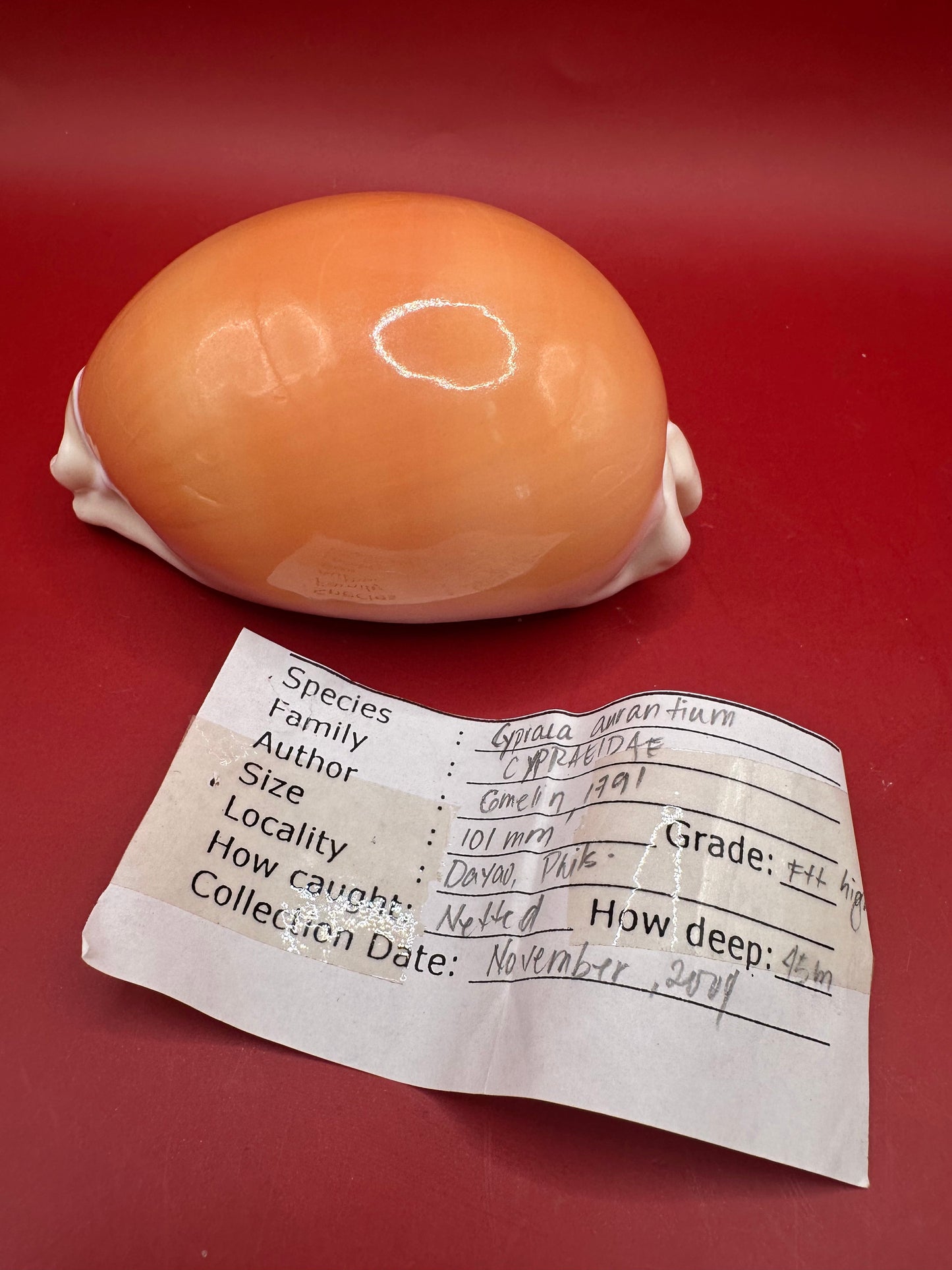 Documented Golden Cowrie Shell – Callistocypraea aurantium 101 mm with collection details