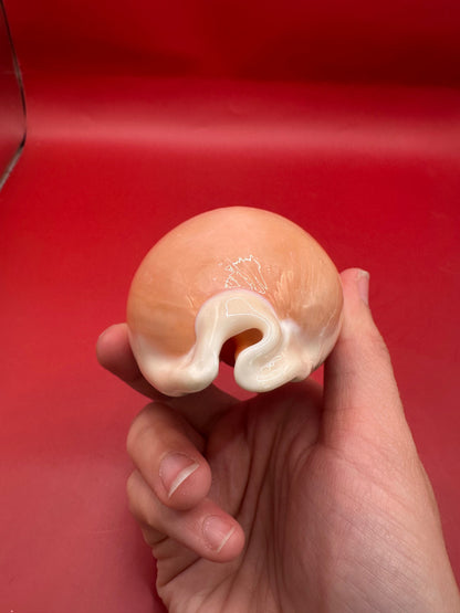 Golden Cowrie Display Shell – Callistocypraea aurantium 91.5 mm aperture opening side view