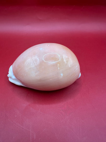 Golden Cowrie Display Shell – Callistocypraea aurantium 91.5 mm cream-golden coloration