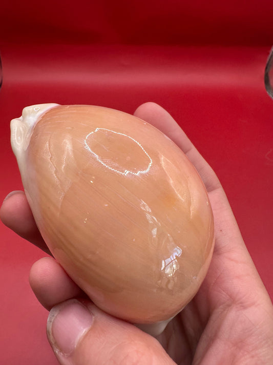 Golden Cowrie Shell – Callistocypraea aurantium 91.5 mm exact shell shown front view