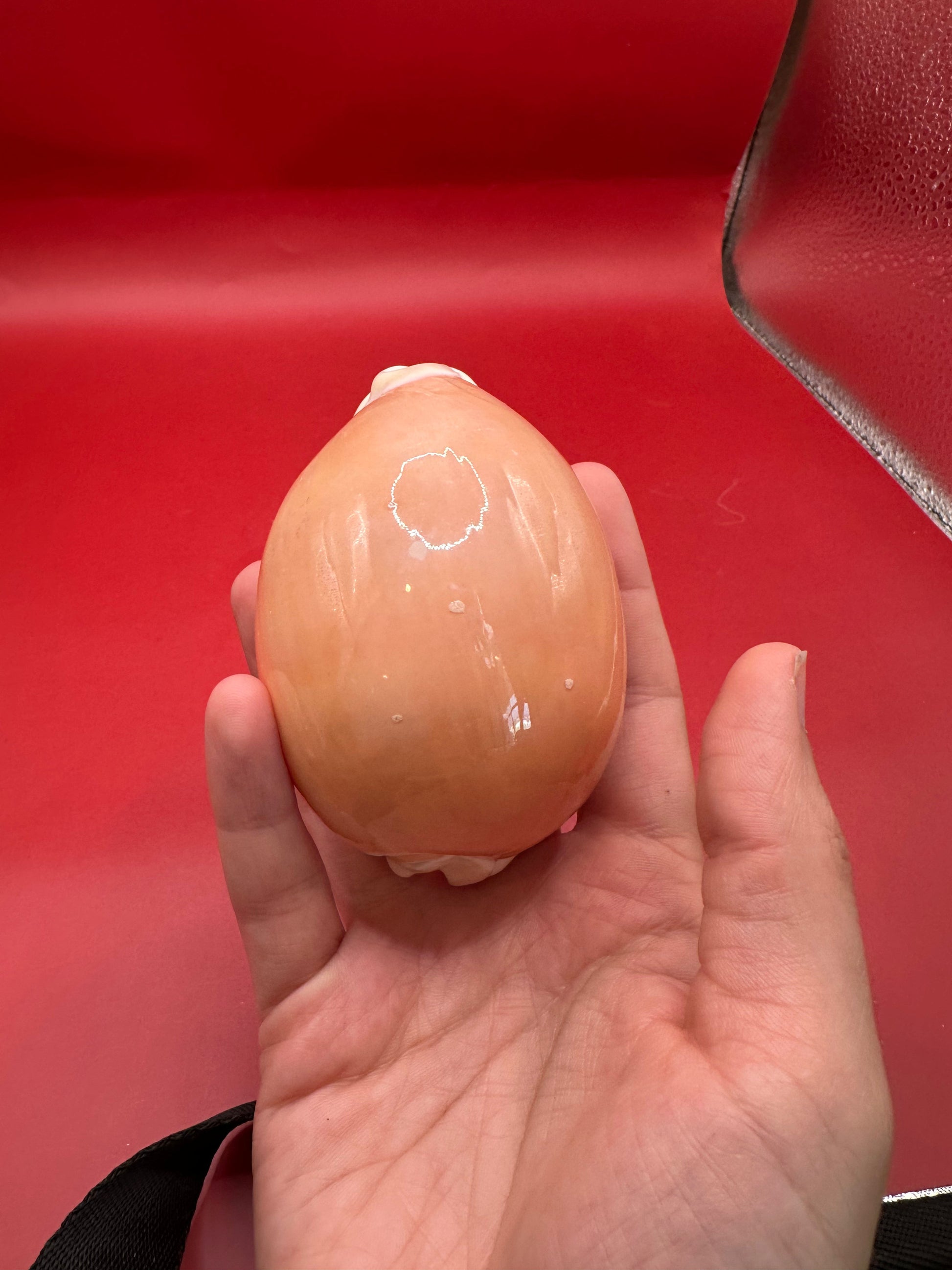 Hand holding Golden Cowrie Display Shell – Callistocypraea aurantium 91.5 mm angled profile