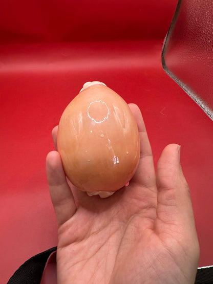 Hand holding Golden Cowrie Display Shell – Callistocypraea aurantium 91.5 mm angled profile