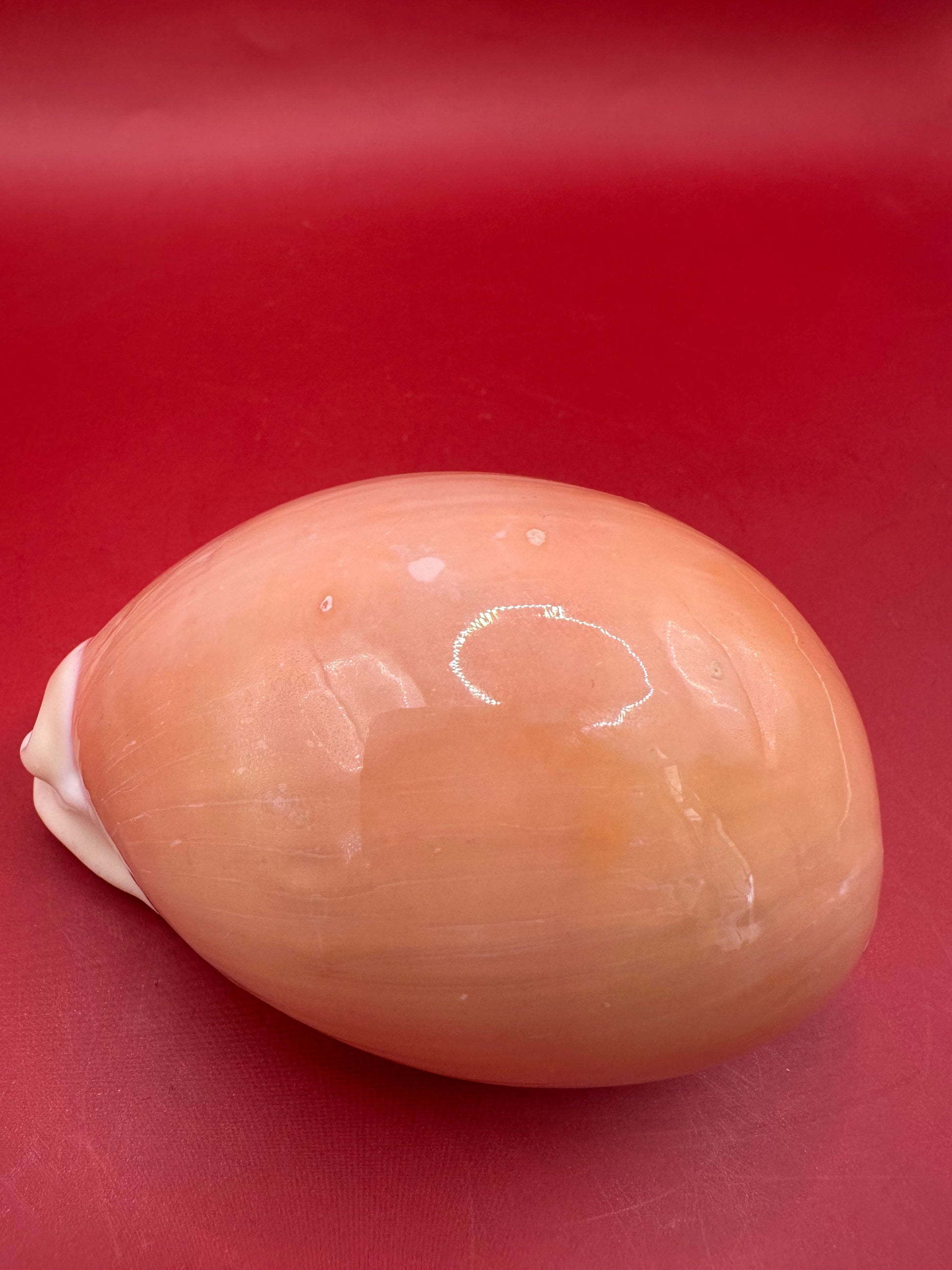 Golden Cowrie Shell – Callistocypraea aurantium 91.5 mm top profile view