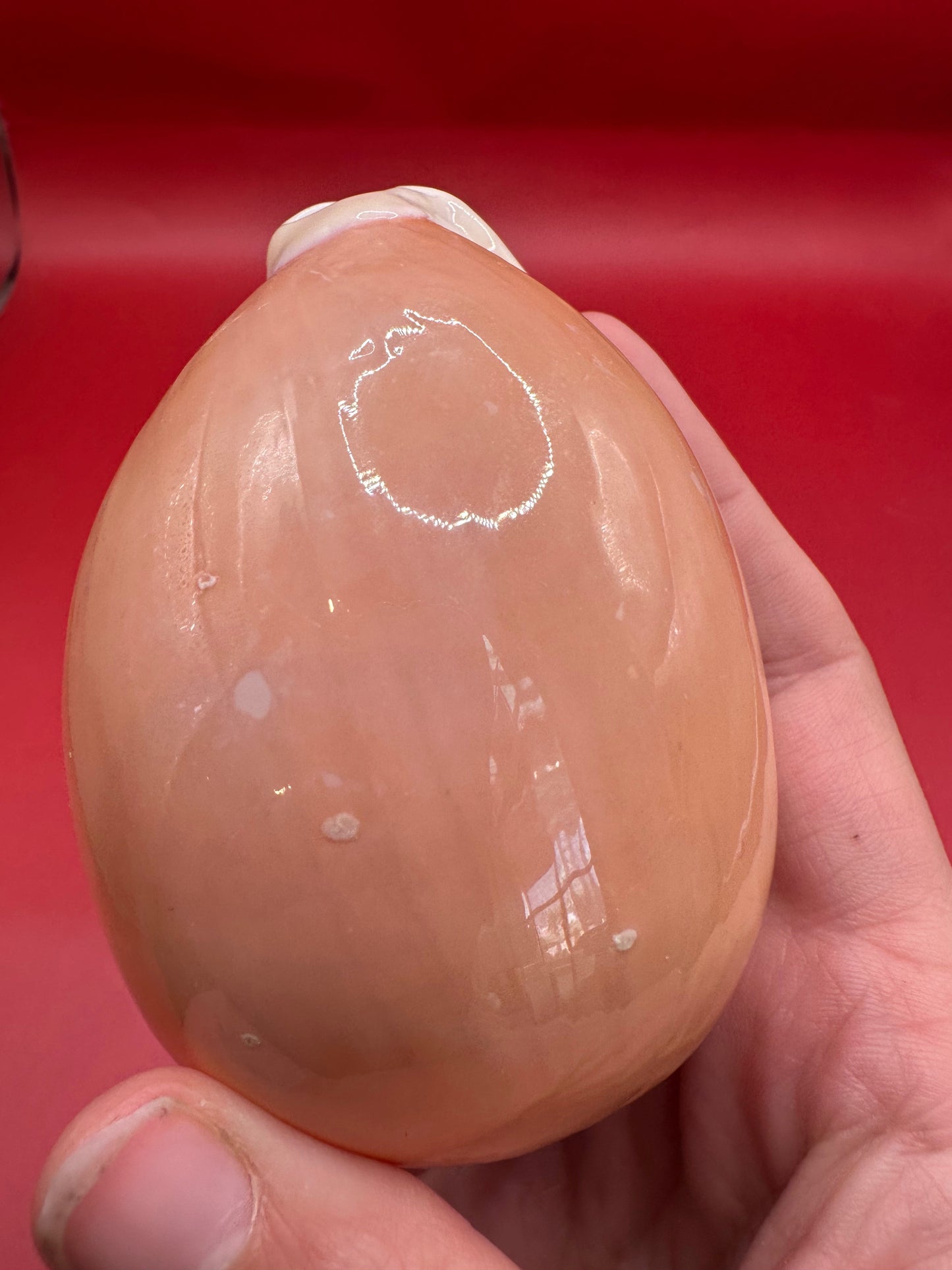 Golden Cowrie Shell – Callistocypraea aurantium 91.5 mm underside aperture view