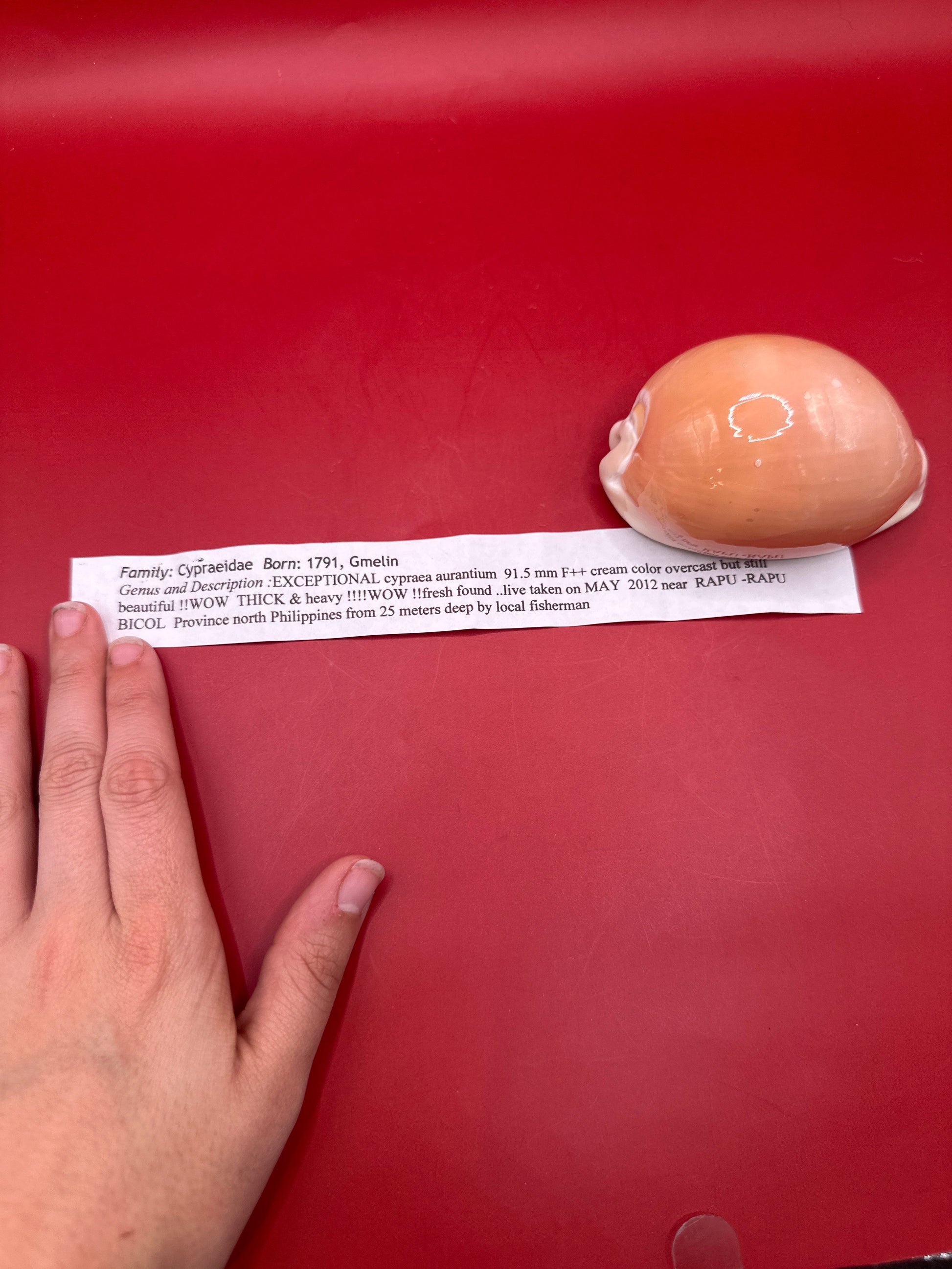 Golden Cowrie Shell with documentation – Callistocypraea aurantium 91.5 mm collected 2012