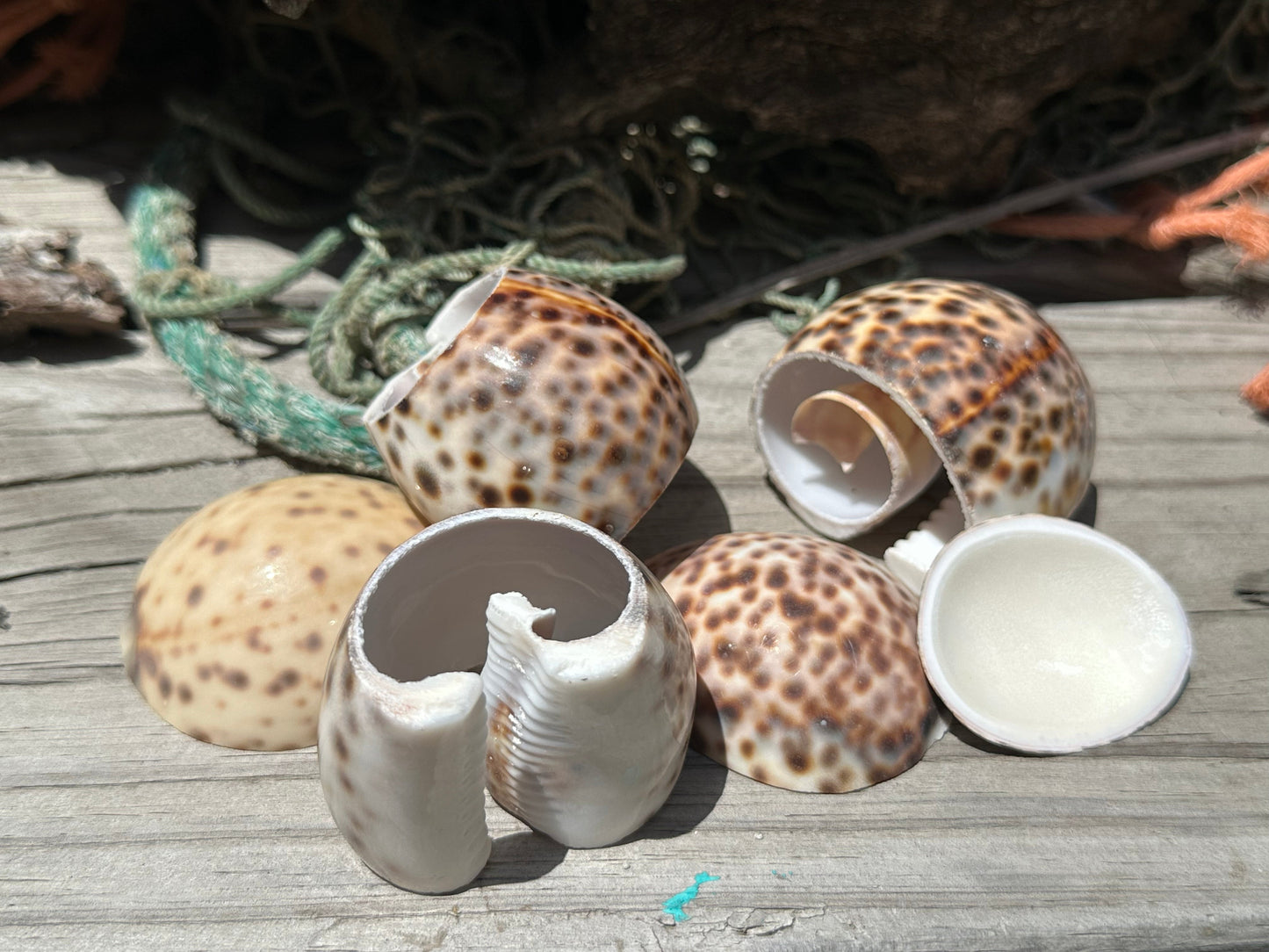 Assorted cut cowrie shell halves displayed on wood surface