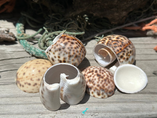 Assorted cut cowrie shell halves displayed on wood surface