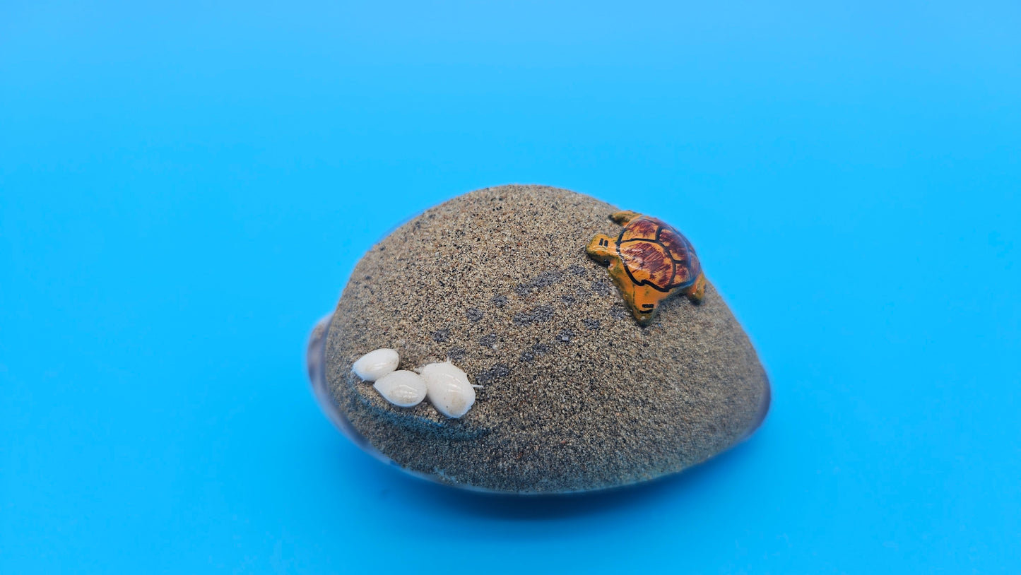 Painted cowrie shell magnet with sea turtle and coral on blue ocean background