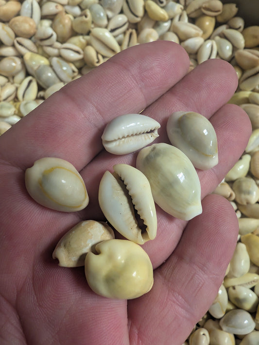 Assorted mixed cowrie shells in hand, natural cream and tan tones